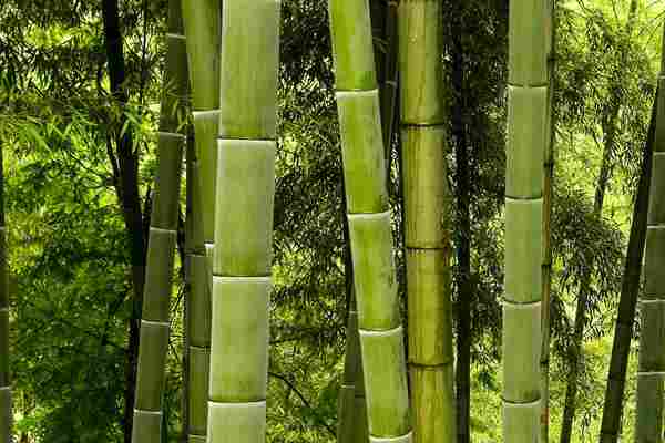 Parchetul de bambus – argumente pro şi contra