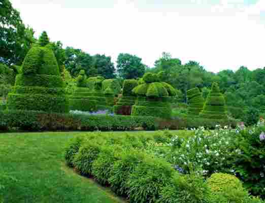 Topiaria sau grădinile care prind viață. Cum se realizează arta sculpturilor verzi